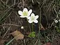 ウメバチソウ(ユキノシタ科) Parnassia palustris