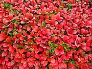 赤く紅葉した葉