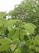 未熟な実 (8月)