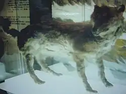 エゾオオカミ（絶滅種）Canis lupus hattai