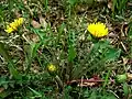 エゾタンポポ（キク科）Taraxacum hondoense