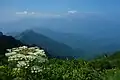エゾノシシウド