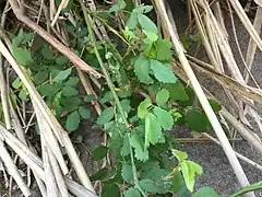 吸い上げた水が出てきている様子