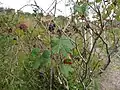 エビヅル(実)(ブドウ科) Vitis thunbergii