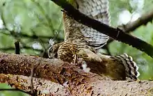 オオタカ幼鳥(撮影地:秋田県)