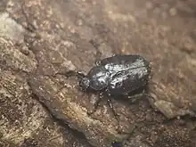 オオチャイロハナムグリ♀