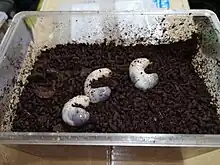 オオチャイロハナムグリ幼虫