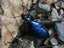オオツチハンミョウ・撮影:2014.9.7 北海道富良野市