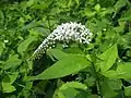 オカトラノオ(サクラソウ科) Lysimachia clethroides