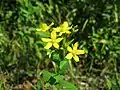 オトギリソウ(オトギリソウ科) Hypericum erectum