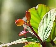 オトコヨウゾメの扁平な実