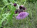 オニアザミ(キク科) Cirsium borealinipponense