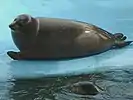 アゴヒゲアザラシ