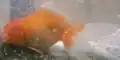 和蘭獅子頭