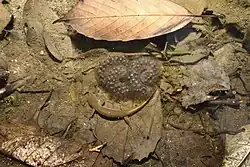 カスミサンショウウオ