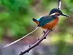 排泄するカワセミ