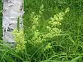 カワラマツバ(アカネ科) Galium verum var. asiatica f. nikkoense