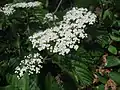 ガマズミ(花)(スイカズラ科) Viburnum dilatatum