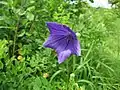 キキョウ(キキョウ科) Platycodon grandiflorum