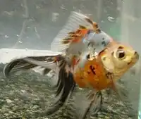 琉金（キャリコ）
