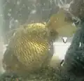 銀魚