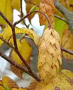 秋の果穂