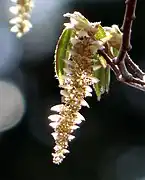 花穂