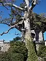クロガネモチの木
