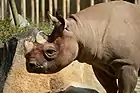クロサイ（2014年（平成26年）9月）
