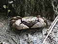 クロベンケイガニ