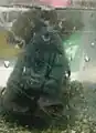黒ランチュウ