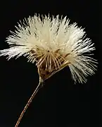 冠毛