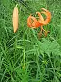 コオニユリ(ユリ科) Lilium leichtlinii var. tigrinum