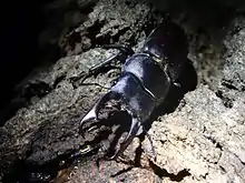 &nbsp;コクワガタ♂45&nbsp;mm