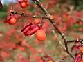 コマユミ(実)(ニシキギ科) Euonymus alatus f. striatus