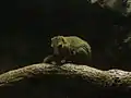 コモンツパイ(真主齧上目)