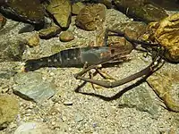 コンジンテナガエビのオス。沖縄島。
