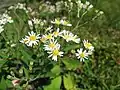 ゴマナ（キク科） Aster glehni var. hondoensis
