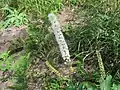 サラシナショウマ(キンポウゲ科) Cimicifuga simplex