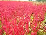 サロマ湖岸のサンゴソウ（2004年10月）