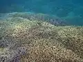 黒島港沖のサンゴ