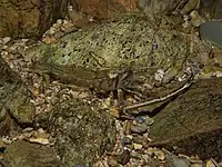 ザラテテナガエビのオス