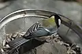 背中