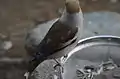 雄の背中