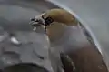 雄の頭部