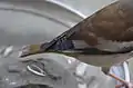 雌の尾