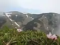 シャクナゲ咲く巻機山