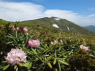 シャクナゲ越しの仙ノ倉山