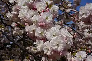 ショウゲツ(日本花の会 結城農場にて)