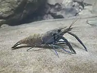 ショキタテナガエビ